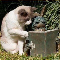 Кошки и книги