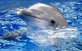 Дельфіни потребують захисту