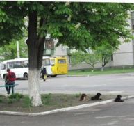 В Киеве пересчитают бездомных собак