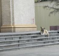 В Киеве пересчитают бездомных собак
