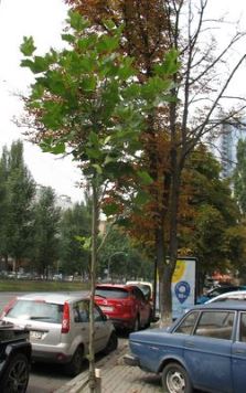 Киевские улицы: клёны вместо каштанов?