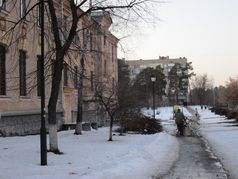 У Києві зрізають сухостій