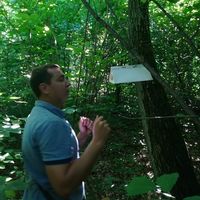 Феромонні пастки для комах у київських лісах