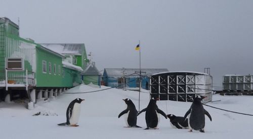 Тепла зима в Антарктиді: раптове повернення пінгвінів