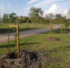 У парку на Дніпровській набережній висадили 10 дерев церсису канадського