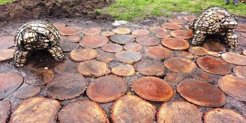 На Березняках побудували екологічну доріжку до черепах