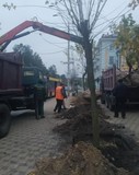 На зелених зонах Дніпровського району висадили вчора 35 дерев