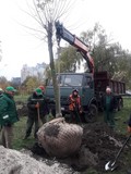 На зелених зонах Дніпровського району висадили вчора 35 дерев