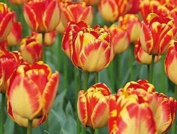 Завтра в Києві висадять подаровані Нідерландами тюльпани