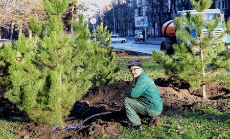 В Одессе к Рождеству высадили 400 сосен – их подарил меценат