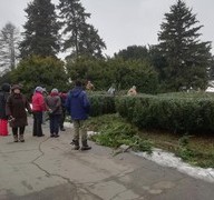 Київські волонтери підстригли тиси у ботсаду