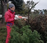 Київські волонтери підстригли тиси у ботсаду
