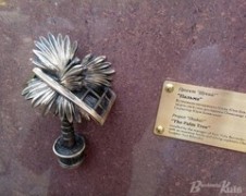 Австралійська пальма стала міні-скульптурою у Києві