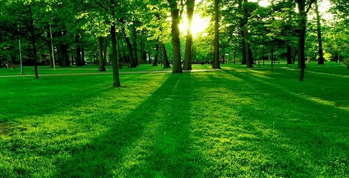 У Дніпровському районі планують створити чотири нові зелені простори