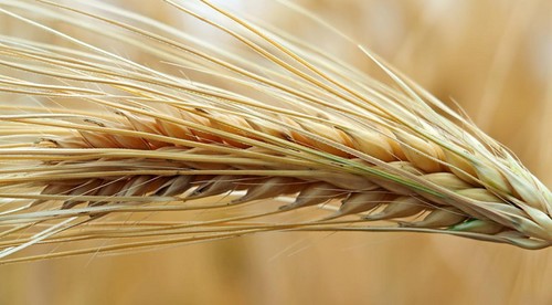 Австралія долучається до програм зберігання зерна в Україні
