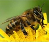 Українських бджіл експортуватимуть до Канади