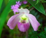 Столичні науковці віддали біологам В’єтнаму 40 видів орхідей