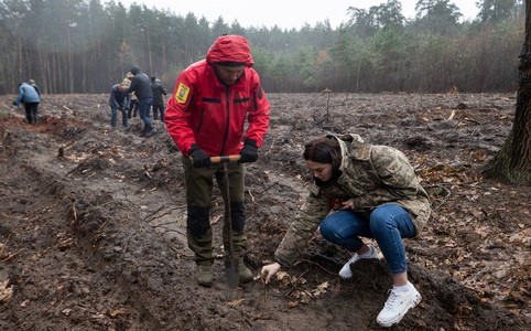 На території Дарницького лісництва висадили 1,5 тисячі сіянців сосни