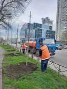 В парку на Дніпровській набережній висадили 30 дерев клена червоного