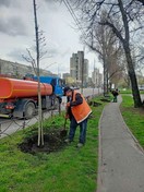 В парку на Дніпровській набережній висадили 30 дерев клена червоного
