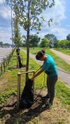 На Березняках тестують новий для Києва спосіб поливу дерев