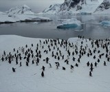 600 пінгвінів за кілька днів