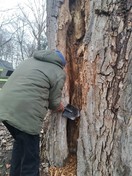 У Київському зоопарку лікували вікові дерева