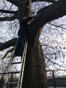 У Київському зоопарку лікували вікові дерева
