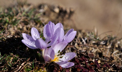 На Одещині в лютому розквітли рідкісні квіти