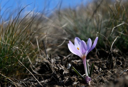 На Одещині в лютому розквітли рідкісні квіти