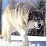 На Київщині створюють перший в Україні заказник для охорони вовків