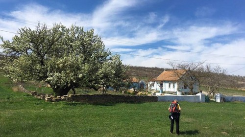 На Одещині зацвіла 400-річна груша