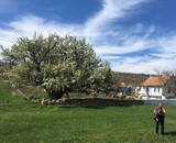 На Одещині зацвіла 400-річна груша