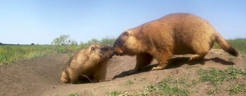 Ще 18 бабаків оселилися на Одещині