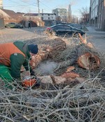 Видалення сухостою