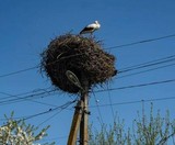Гніздо лелеки під Києвом пошкодив уламок російського «шахеда»