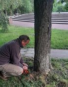 У Дніпровському районі столиці лікують каштани