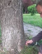 У Дніпровському районі столиці лікують каштани