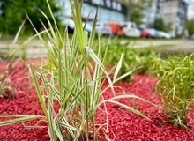 22 травня — Міжнародний день біологічного різноманіття
