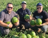 На Миколаївщині почали збирати кавуни