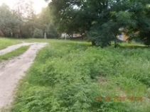 Амброзія полинолиста на вулиці Інженера Бородіна у місцевості ДВРЗ