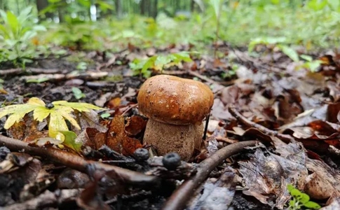 Грибні місця Києва Грибні місця Києва