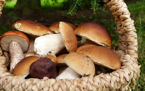 Грибні місця Києва Грибні місця Києва