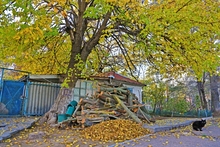 Одеса прощається з осінню Одеса прощається з осінню