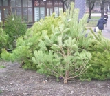 Пункти прийому живих хвойних дерев у Дніпровському районі