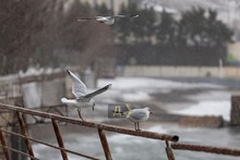 Як виглядають пустельні та засніжені пляжі Одеси