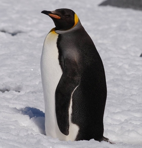 Українські полярники зустріли королівського пінгвіна