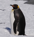 Українські полярники зустріли королівського пінгвіна