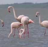 На Одещину прилетіли перші фламінго