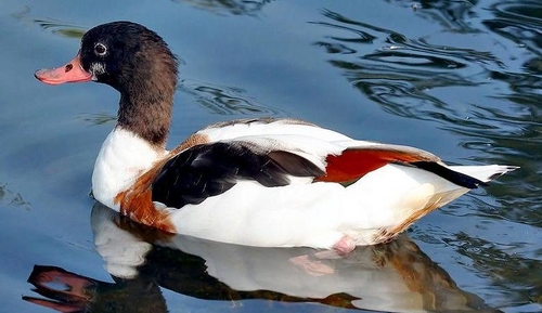 На Тузлівських лиманах помітили цікавих птахів, які селяться в норах